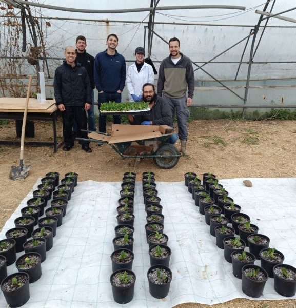 The ALIVE research team has initiated a greenhouse pot experiment to evaluate the performance of the innovative products developed the project!